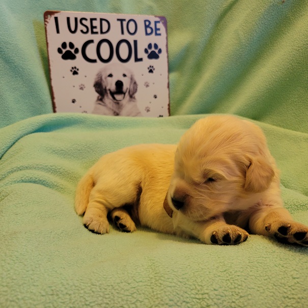 BELLA 2 WEEK BROWN BEST