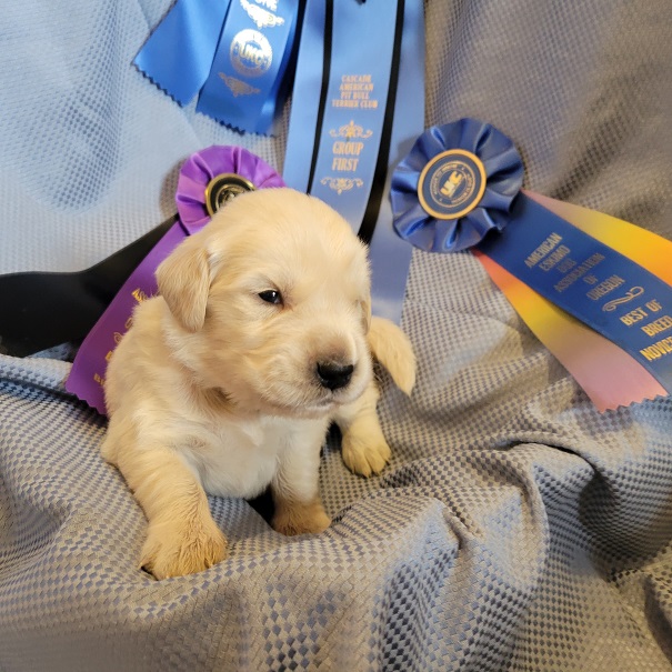 BELLA 3 WEEK BROWN BEST