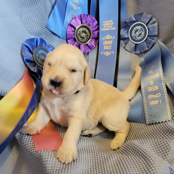 BELLA 3 WEEK GOLD BEST