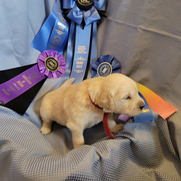 BELLA 3 WEEK RED BEST