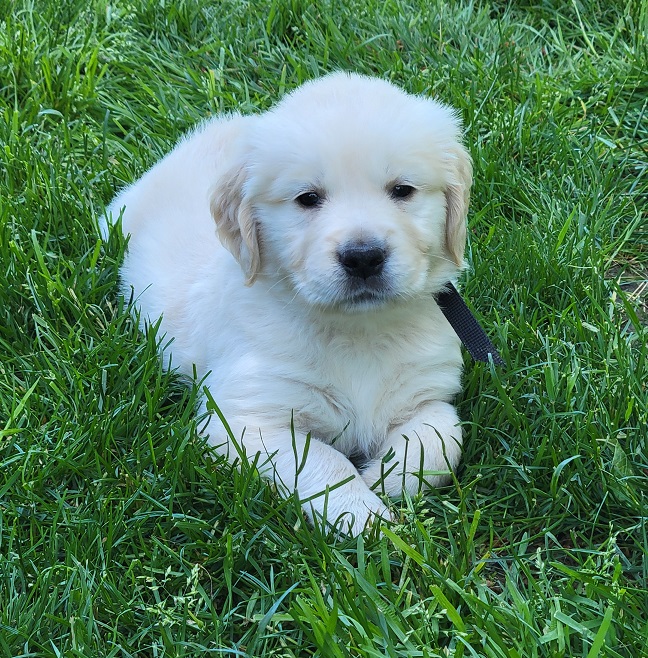 BELLA 5 WEEKS BLACK BEST