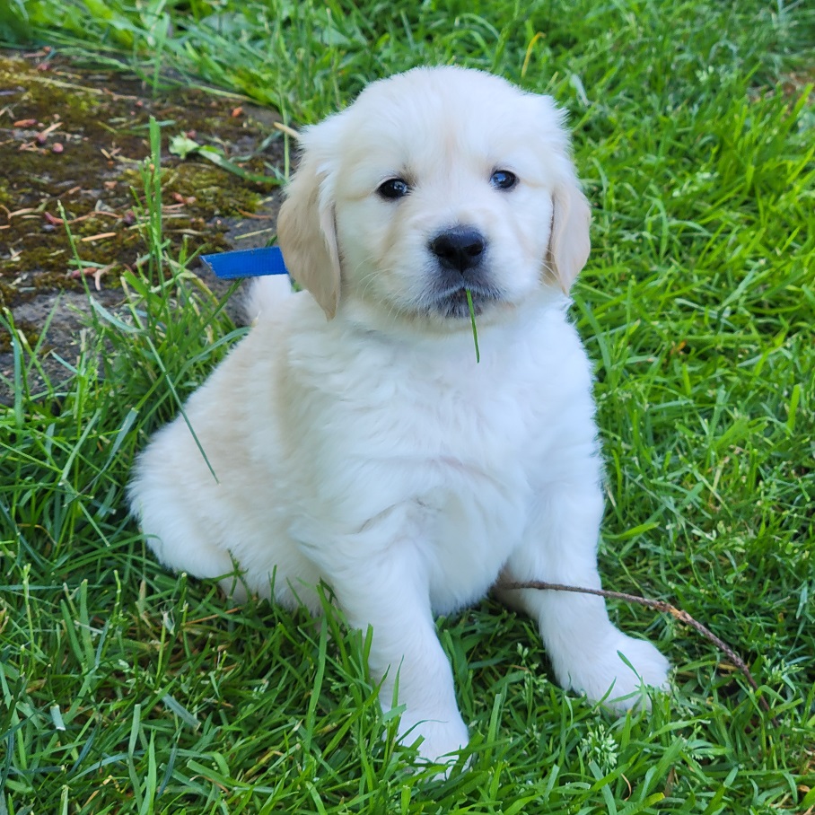 BELLA 5 WEEKS BLUE BEST