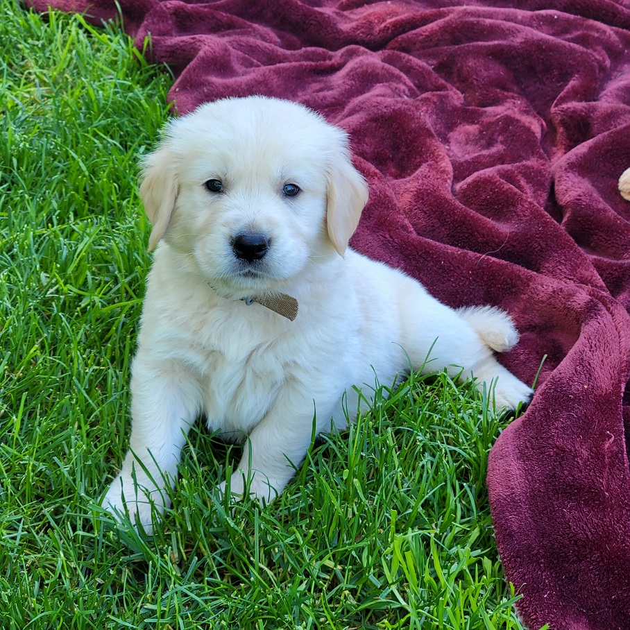 BELLA 5 WEEKS BROWN BEST