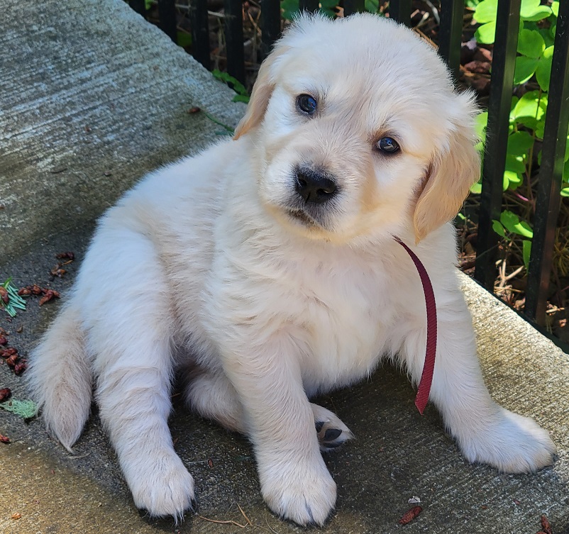 BELLA 5 WEEKS BURGANDY BEST