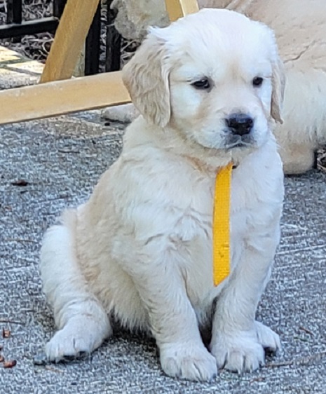 BELLA 5 WEEKS GOLD BEST