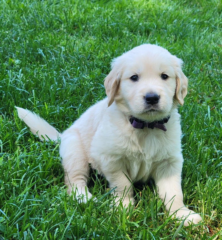 BELLA 5 WEEKS PURPLE BEST