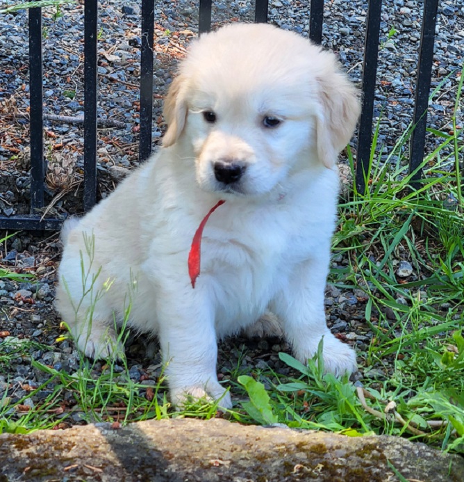 BELLA 5 WEEKS RED BEST