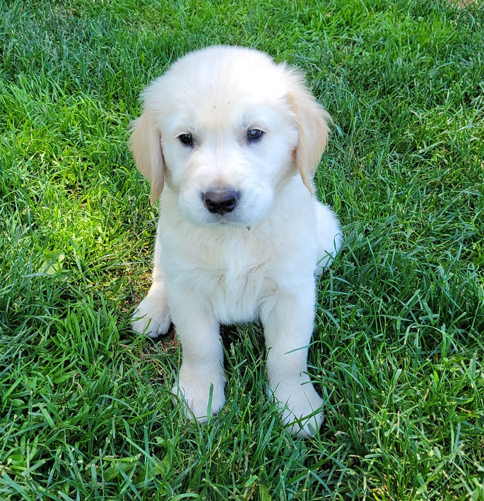 BELLA 7WKS BROWN BEST