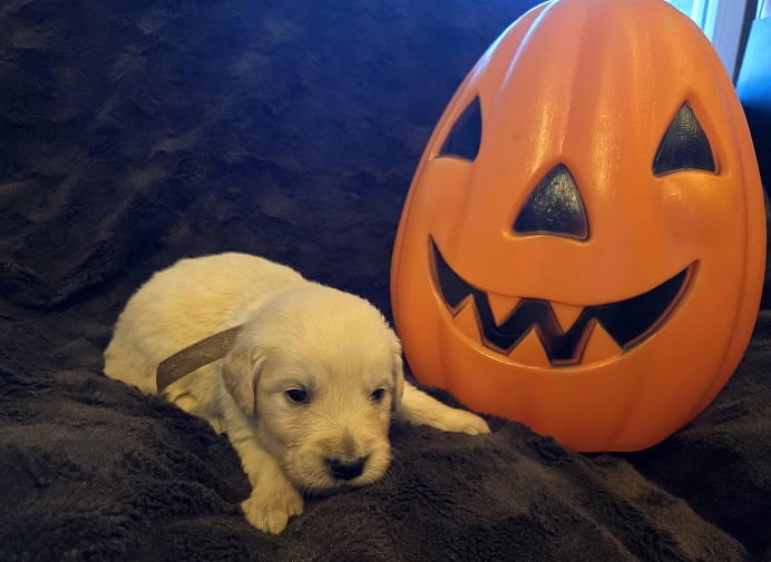 LAYLA 3 WK BROWN BEST