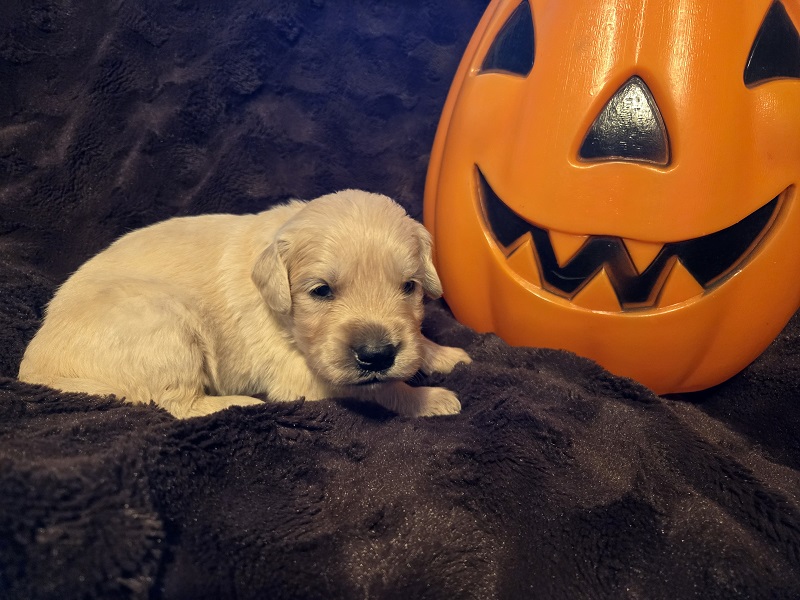 LAYLA 3 WK BURGANDY BEST