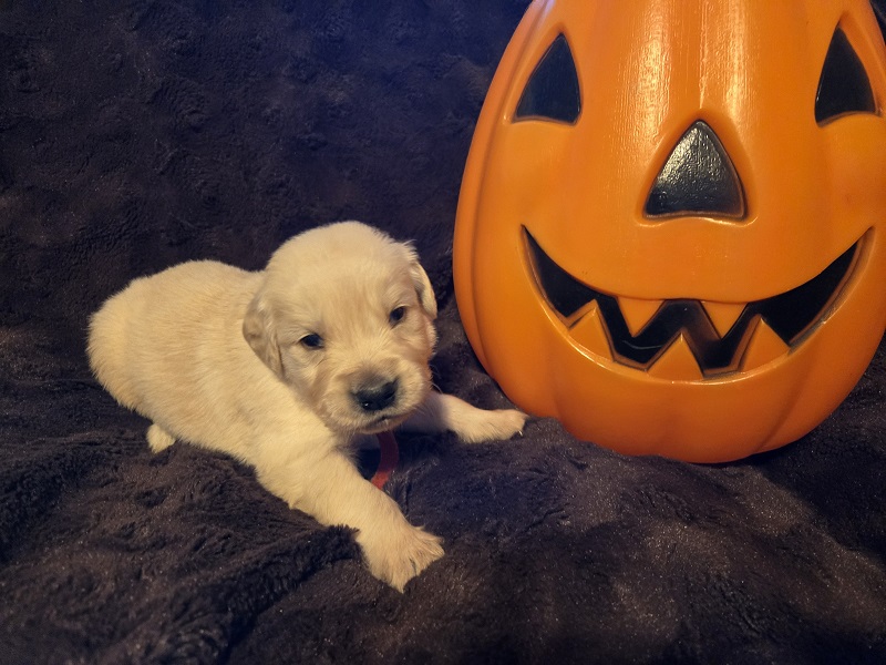 LAYLA 3 WK RED BEST