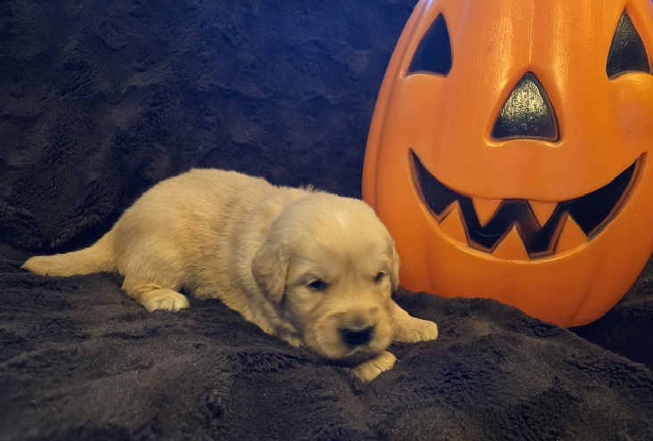 LAYLA 3 WK TEAL BEST