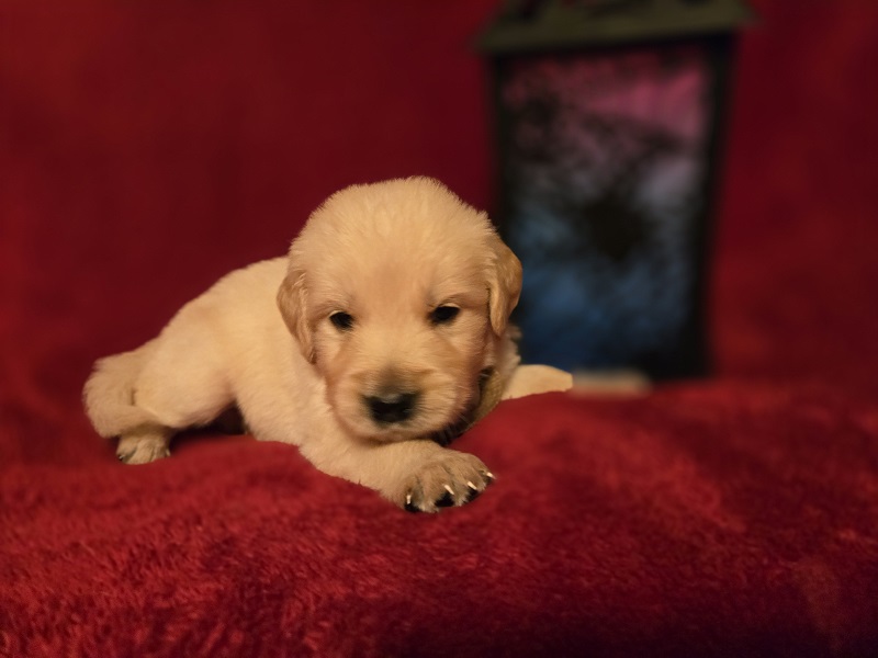 LAYLA 4 WEEKS BROWN BEST