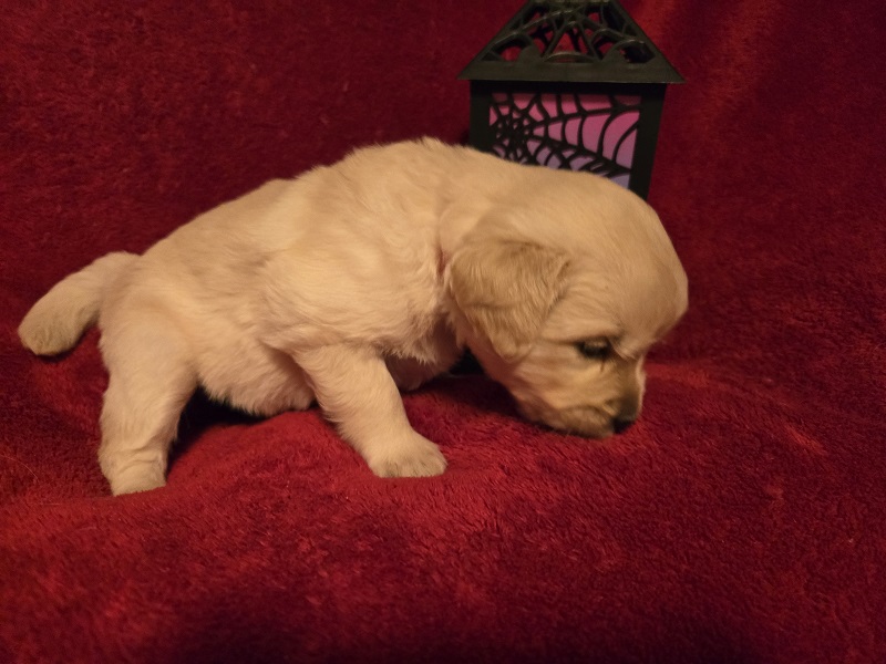 LAYLA 4 WEEKS PINK BEST