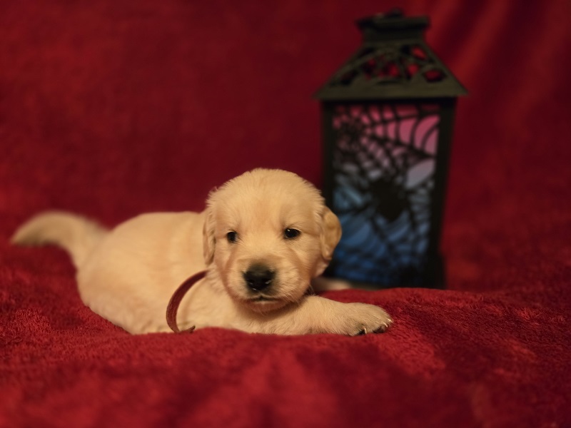 LAYLA 4 WEEKS RED BEST