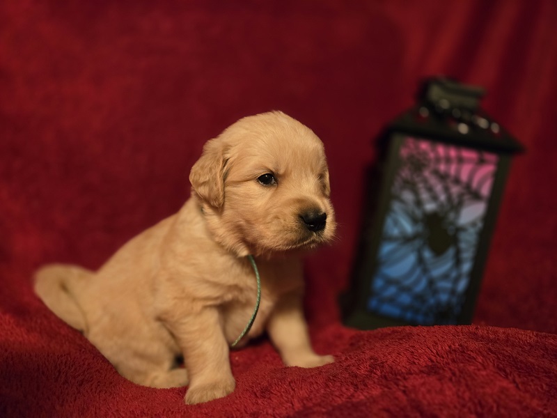 LAYLA 4 WEEKS TEAL BEST