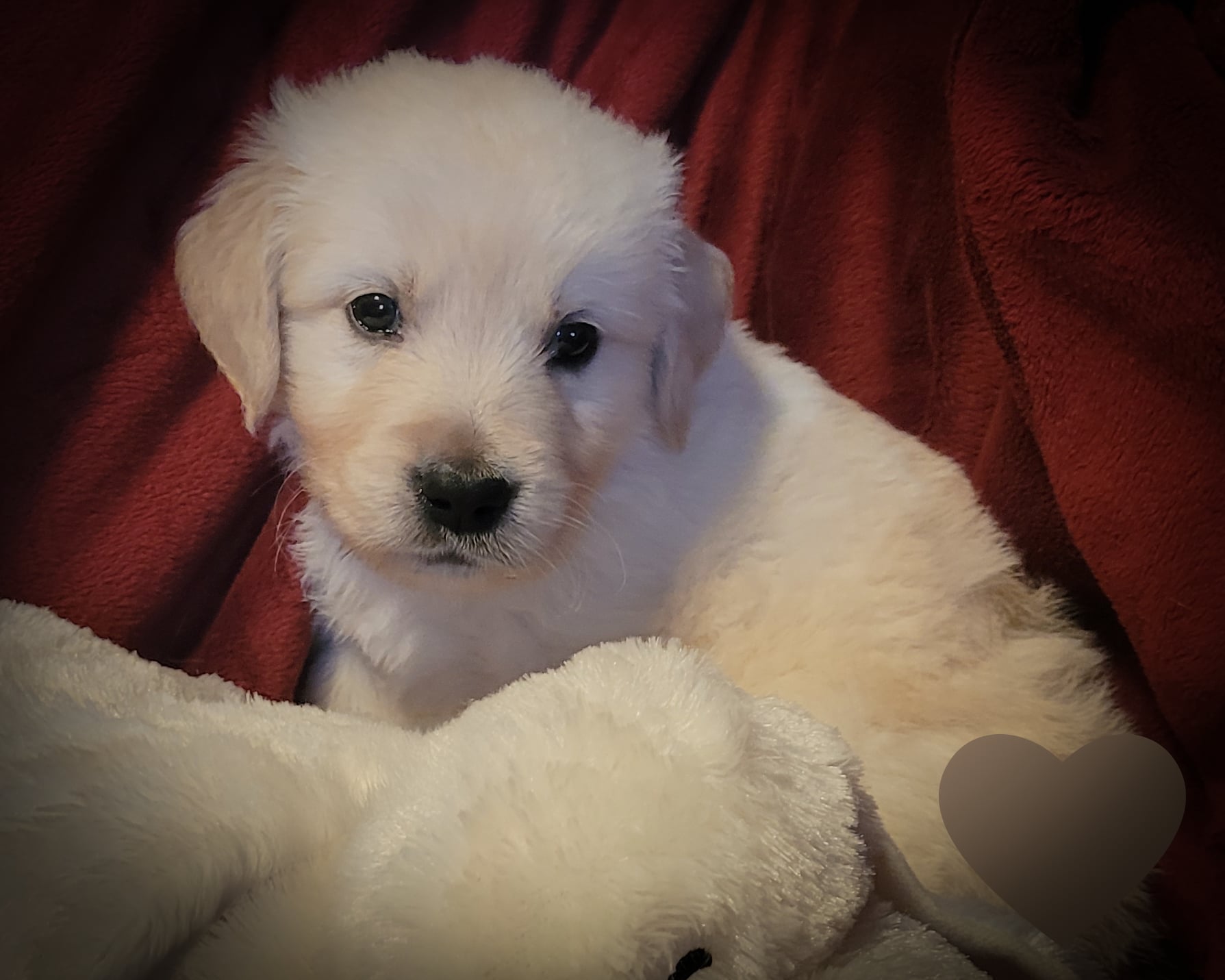 LAYLA 5 WKS BROWN