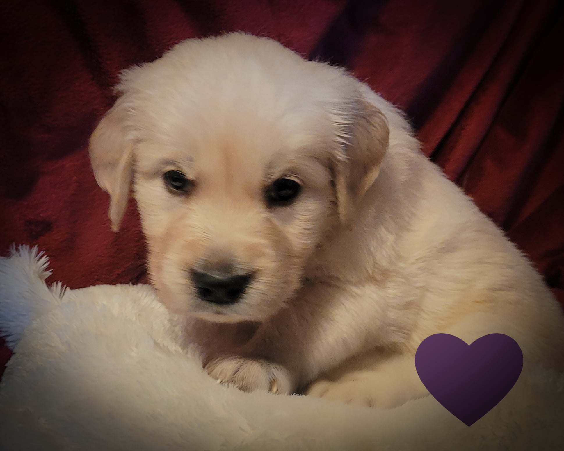 LAYLA 5 WKS PURPLE