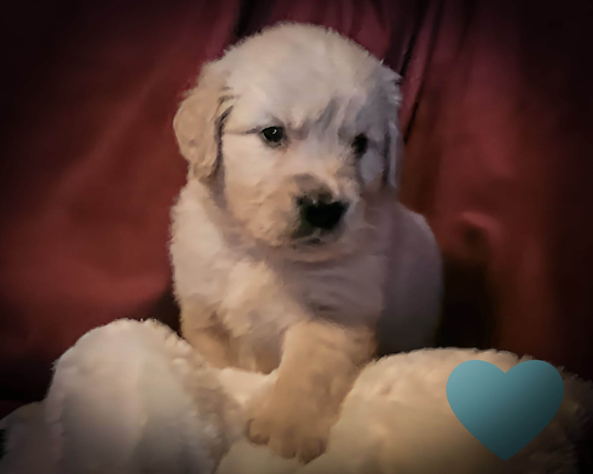 LAYLA 5 WKS TEAL