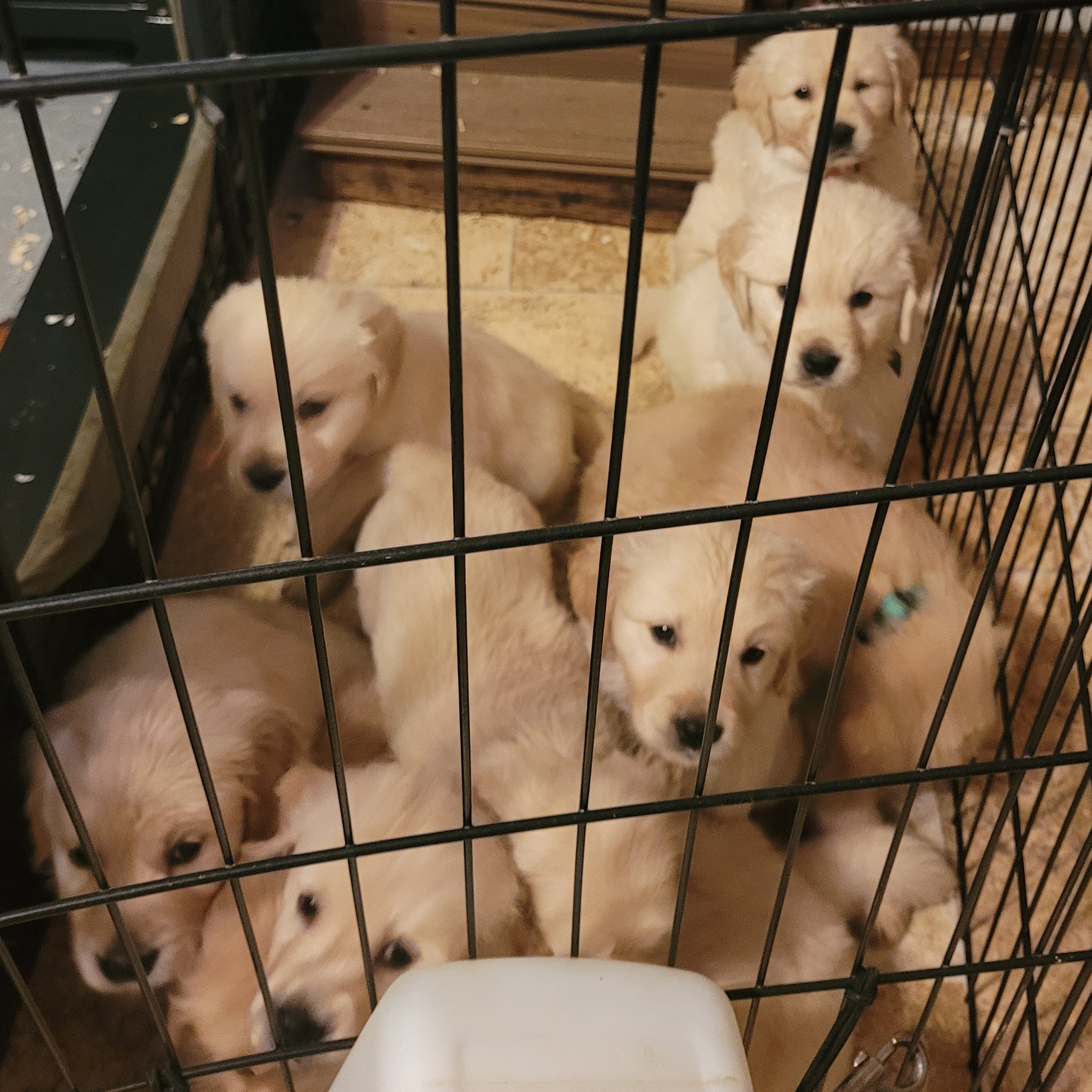 layla puppies2 10-24-24