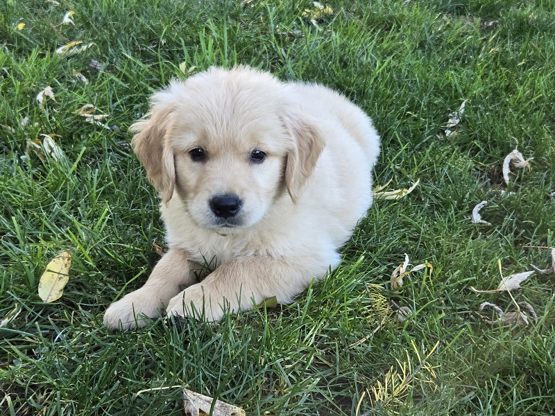 LAYLA 8 WKS BLACK BEST