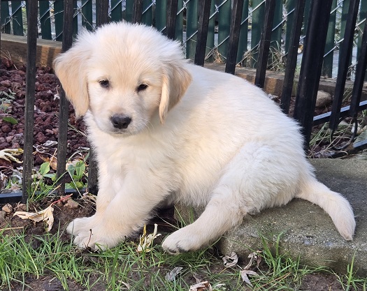 LAYLA 8 WKS BROWN BEST