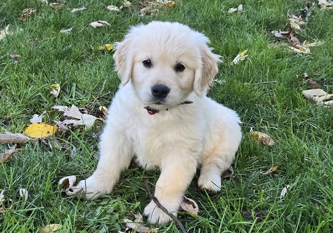 LAYLA 8 WKS BURGANDY BEST