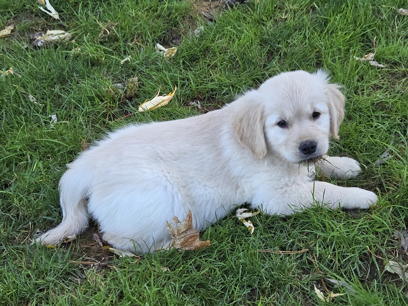 LAYLA 8 WKS PINK BEST