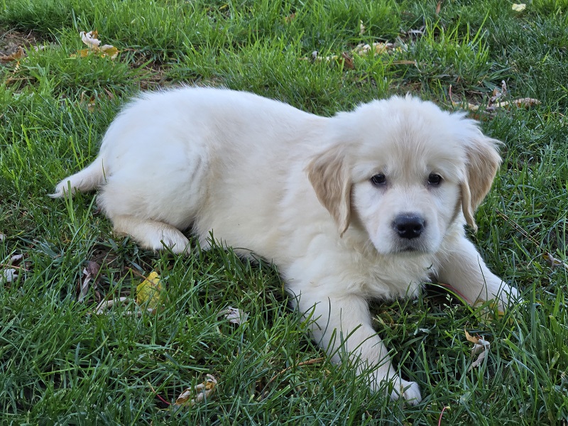 LAYLA 8 WKS PURPLE BEST