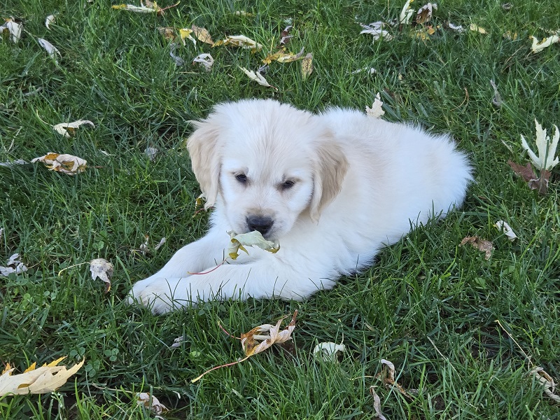 LAYLA 8 WKS RED BEST