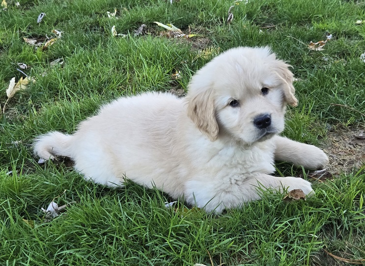 LAYLA 8 WKS TEAL BEST