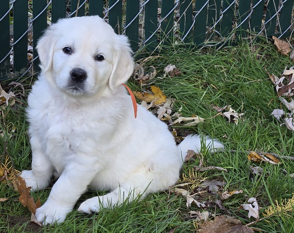 RUFFLES 6WK ORANGE BEST