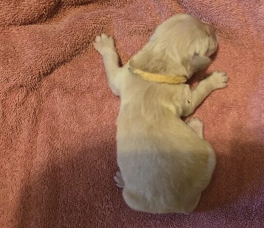 BELLA 1 DAY GOLD BEST BELLA 1 DAY GOLD BEST