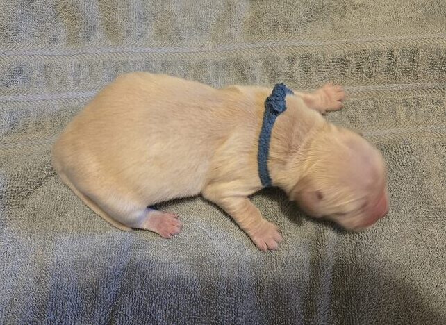 BELLA 1 DAY LT BLUE BEST BELLA 1 DAY LT BLUE BEST