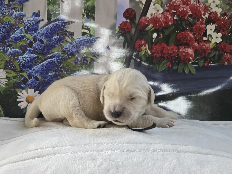 BELLA 1 WEEK PICS BLACK BEST BELLA 1 WEEK PICS BLACK BEST