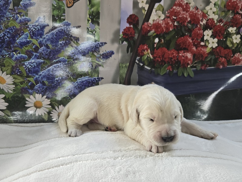 BELLA 1 WEEK PICS BROWN BEST BELLA 1 WEEK PICS BROWN BEST