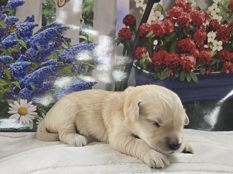 BELLA 1 WEEK PICS GOLD BEST BELLA 1 WEEK PICS GOLD BEST
