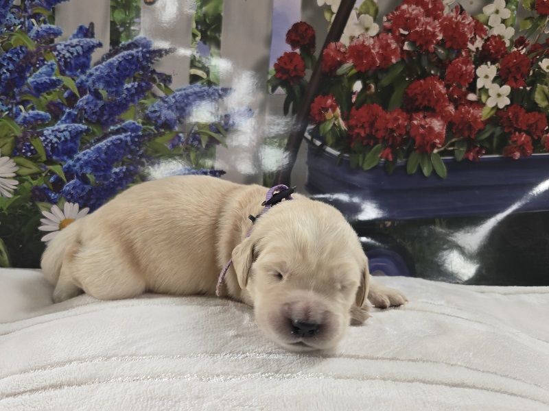 BELLA 1 WEEK PICS LILAC BEST BELLA 1 WEEK PICS LILAC BEST