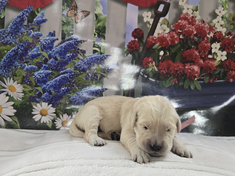 BELLA 1 WEEK PICS ROSE BEST BELLA 1 WEEK PICS ROSE BEST