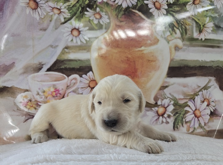 BELLA 2 WEEK BROWN BEST BELLA 2 WEEK BROWN BEST
