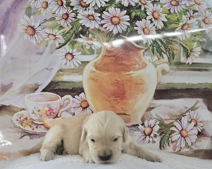 BELLA 2 WEEK GOLD BEST BELLA 2 WEEK GOLD BEST