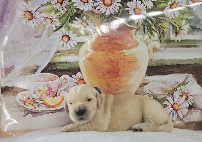 BELLA 2 WEEK LILAC BEST BELLA 2 WEEK LILAC BEST
