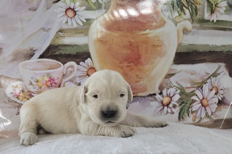 BELLA 2 WEEK MOSSY BEST
