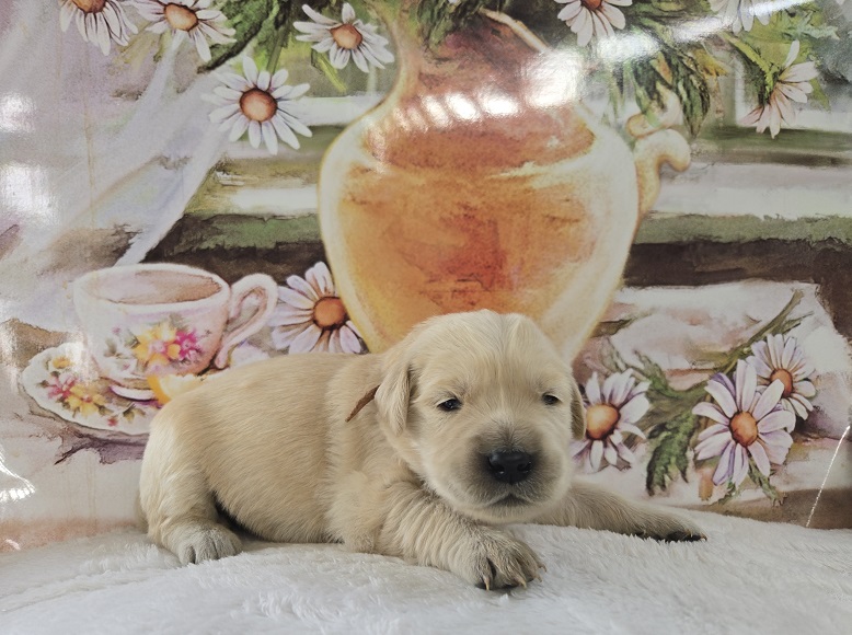 BELLA 2 WEEK ROSE BEST BELLA 2 WEEK ROSE BEST