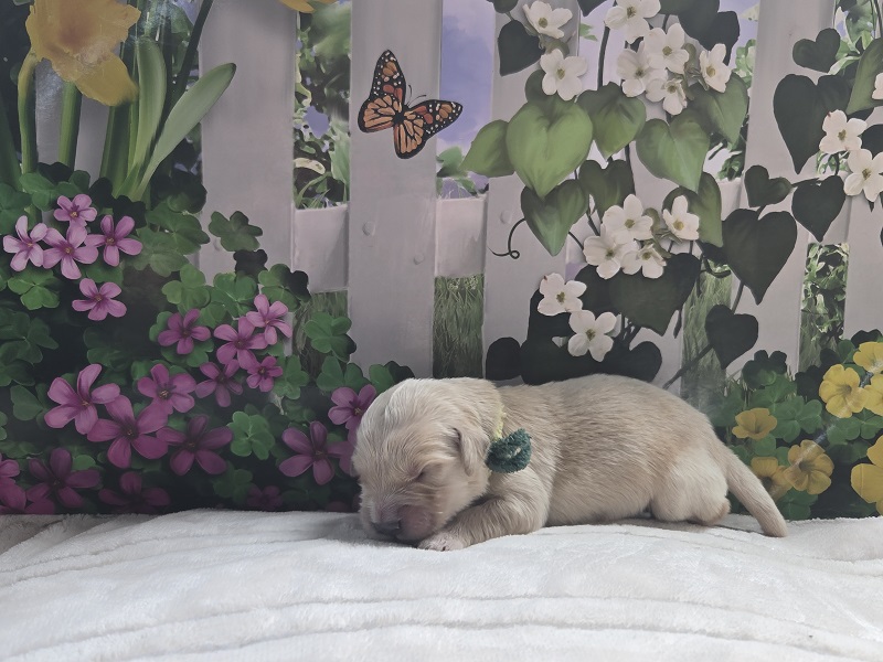 JASMINE 1 WEEK LIME BEST