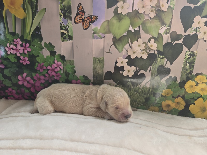JASMINE 1 WEEK PINK BEST