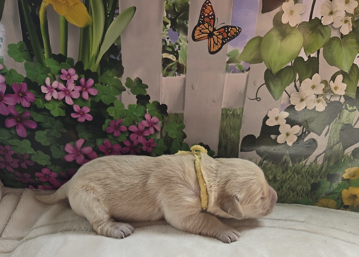 JASMINE 1 WEEK YELLOW BEST