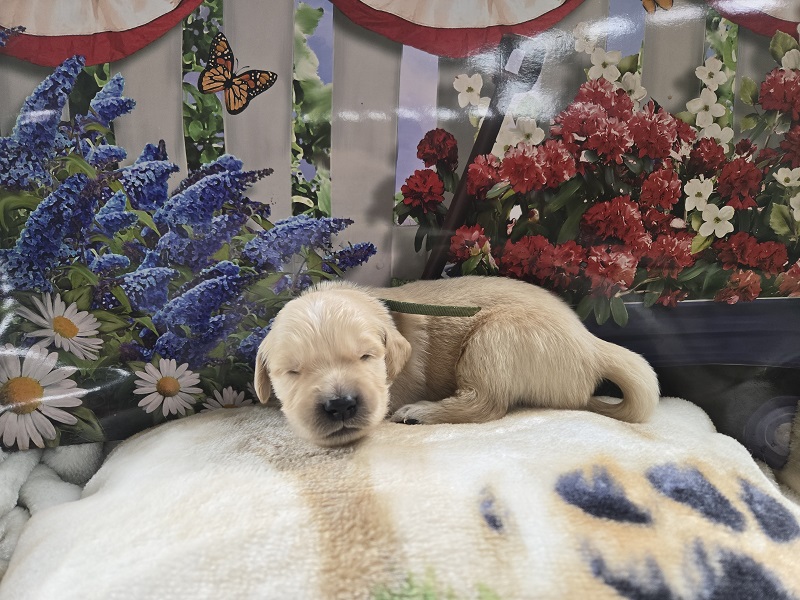 JASMINE 2 WKS HUNTER BEST