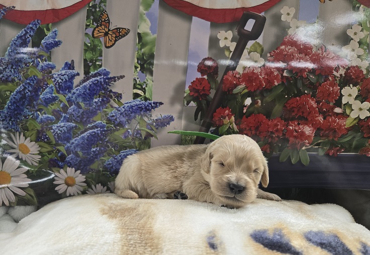JASMINE 2 WKS LIME BEST