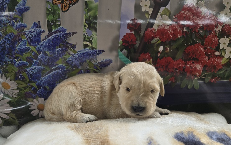 JASMINE 2 WKS TEAL BEST
